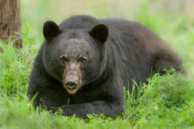 Large male black bear at rest