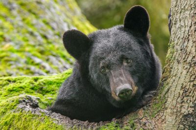 07_Den Bear_AAX3301