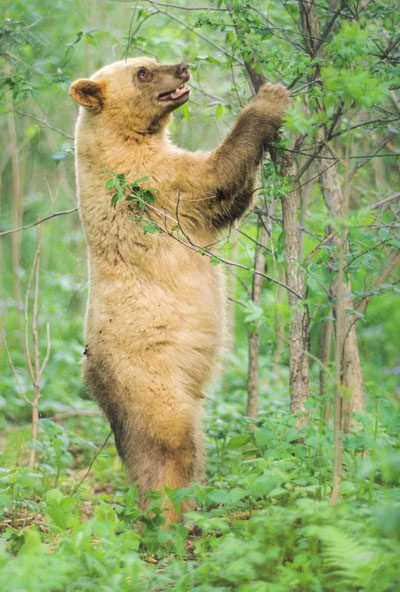 A white phase black bear feeding