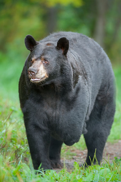 A large three-legged black bear