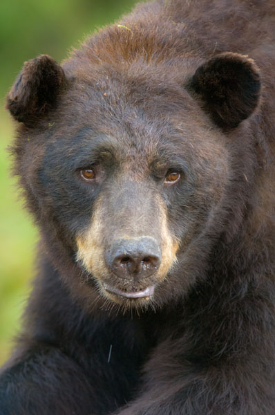 A close-up view of a large brown phase black bear