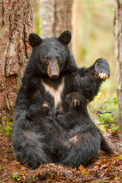 56_White-V Bear_ABC0633