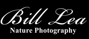 Bill Lea Photography Logo